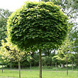 Клен остролистный Globosum